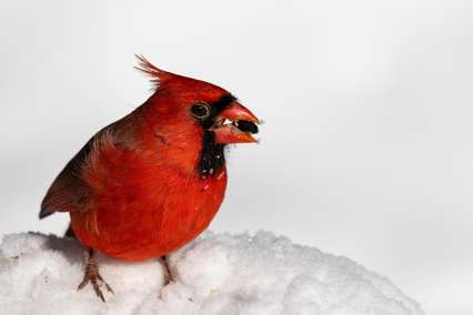 겨울철 차량 배터리 관리법